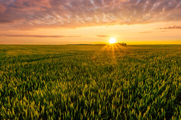 Scenic view at beautiful summer sunset in a wheaten shiny field with golden wheat and sun rays,...