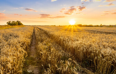 Scenic view at beautiful spring sunset in a green shiny field with green grass and golden sun rays, deep blue cloudy sky , trees and