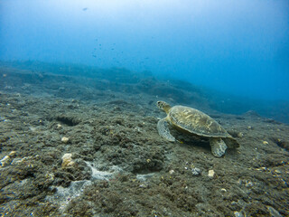 Naklejka na ściany i meble Green turtle on the sea floor, tropical paradise, Reunion island, France.