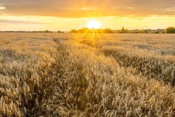Obraz premium Amazing view at beautiful summer golden wheaten field with beautiful sunny sky on background, rows leading far away, valley landscape