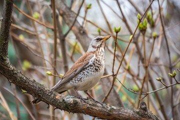 Fieldbird sits on a branch in spring with a blurred background.