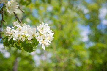 Beautiful blooming flowers of apple tree.Apple garden with blossom apple trees. Beautiful Countryside spring landscape. Scene with Apple trees in sunny spring day
