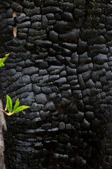 burnt wood texture and young sprout life and death