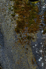 Obraz premium Burnt wood texture