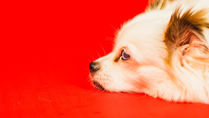 Fluffy white dog lying on red background. Relaxed spitz resting in studio.