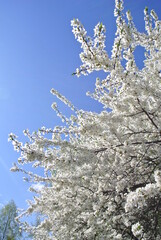 snow covered branches