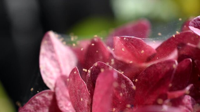 Spider mites on a hydrangea flowers. Close up pests in home gardening	