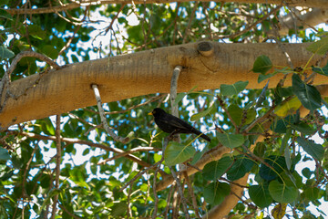 black bird on a tree branch