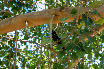 black bird on a tree branch