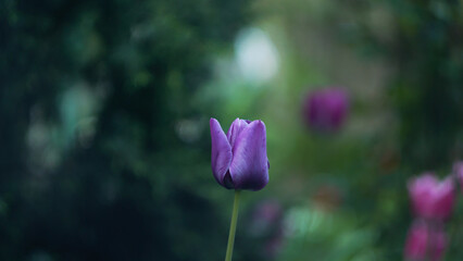 purple tulips in spring garden 