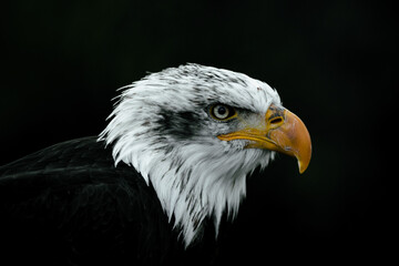 portrait of an american bald eagle