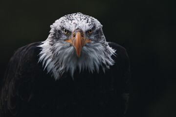 portrait of an american bald eagle