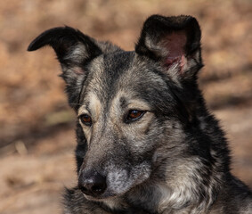 The dog Tilda is in a state of bewilderment and sadness.
Such her mental state is caused by close shots of cannons, explosions of shells and air bombs.
