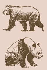 Fototapeta na wymiar Graphical vintage set of cute hand-drawn bears , grizzly bear and panda vector elements. Bears for printing, typography ,design