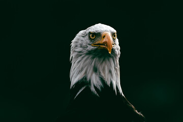 head of a bald eagle