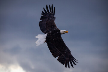 american bald eagle flying