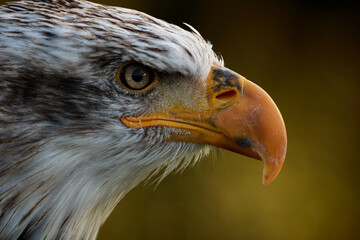 close up portrait of a bald eagle