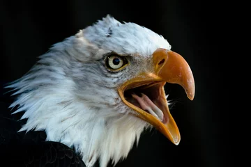  american bald eagle © 13lichter by Simon K