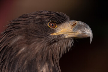close up of an eagle