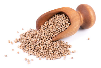 Coriander seeds in wooden scoop, isolated on white background. Cilantro grain. Organic spice.