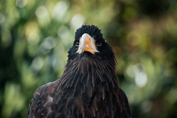 portrait of an eagle