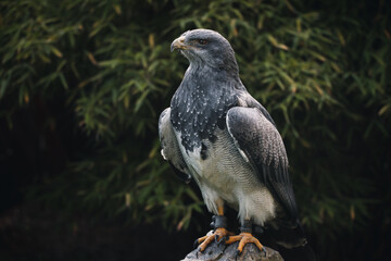 portrait of a buzzard eagle 