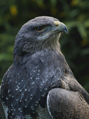 close up of a buzzard eagle
