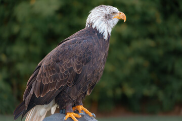 portrait of a bald eagle 