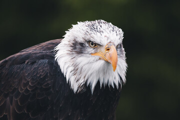 american bald eagle
