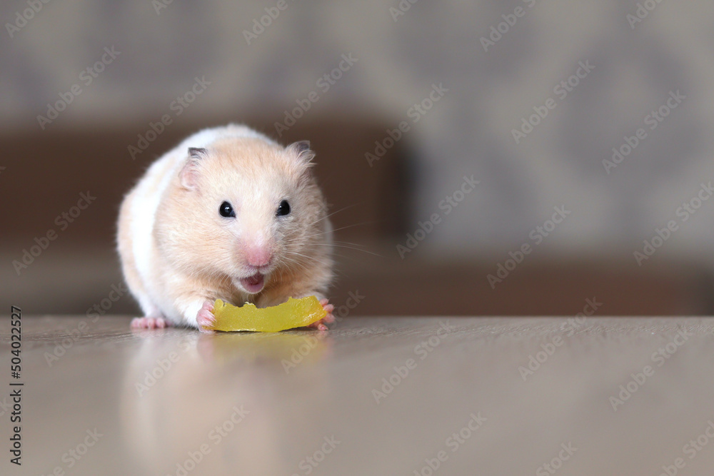 Sticker Funny fluffy hamster eats papaya on a wooden surface, pet