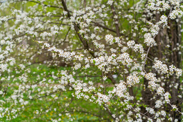 Spring cherry blossoms in natural conditions. Natural floral white background.