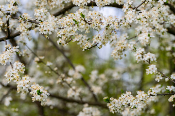 Obraz premium Spring cherry blossoms in natural conditions. Natural floral white background.