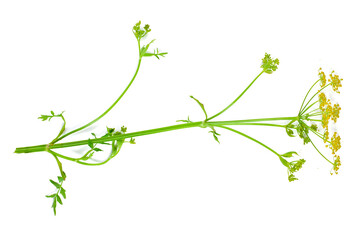 Yellow flowers of parsnip (Pastinaca sativa) isolated on a white background.