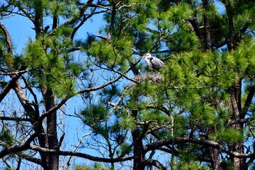 Heron bird nesting in the wild at forest area background.
