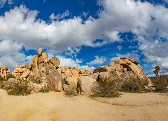 landscape with joshua trees in the Joshua tree national park