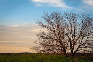 Obraz na płótnie Canvas Tree and meadow green at sunset.