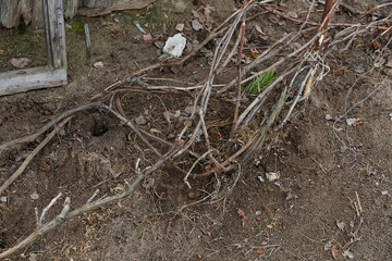 The vine lies on the ground in early spring.