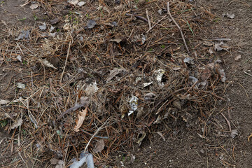 A bunch of dry spruce and pine needles in the garden in the spring.