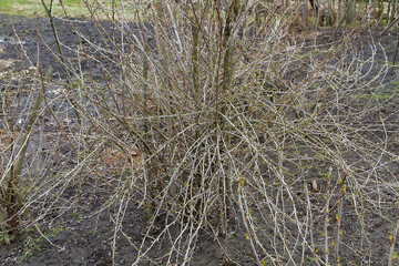 A large bush of white currant in spring.