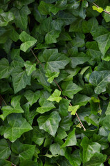 Hedera helix L. var. baltica leaf, climbing common Baltic ivy texture flat lay background pattern,...