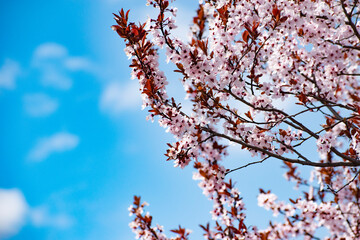 Spring blossoming tree over blue