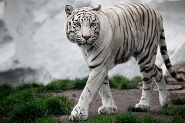 Plakat Bengal Tiger at the zoo walking. White Tiger at Safari Park.