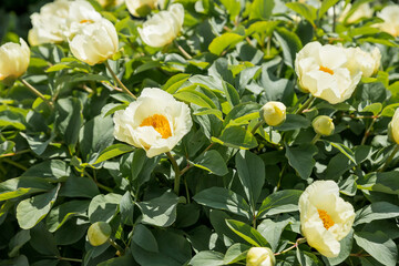 Peony 'Qiao Ling' with white flower and yellow petals, japanese style.Yellow peony flowers blooming in the flowerbed
