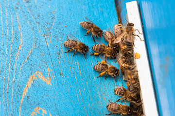 Bees with pollen enter the hive.