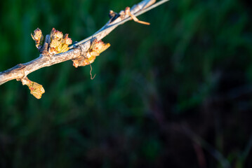 New leaves sprout on a grapevine in an Oregon vineyard, spring light and wire trellis showing...