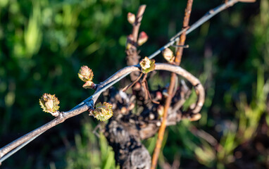 New leaves sprout on a grapevine in an Oregon vineyard, spring light and wire trellis showing against shadows and light.