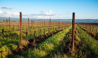 Fototapeta na wymiar Green grass is lush between rows of grapevines in spring in an Oregon vineyard, tiny leaves sprouting on each pruned vine on a wire trellis. 