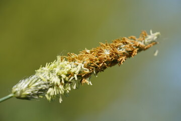 Grass flowers with pollen closeup. Pollen that cause allergic reactions and hay fever for many people. Garbsen, Lower Saxony, Germany in the month of May.