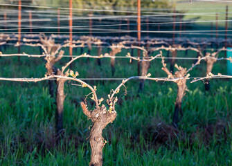 New leaves sprout on a grapevine in an Oregon vineyard, spring light and wire trellis showing against shadows and light.
