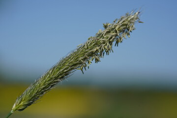 Grass flowers with pollen closeup. Pollen that cause allergic reactions and hay fever for many...